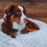 Oxygene Pet Bed